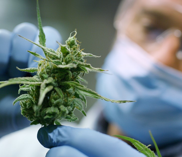 Cannabis-medicinal-03